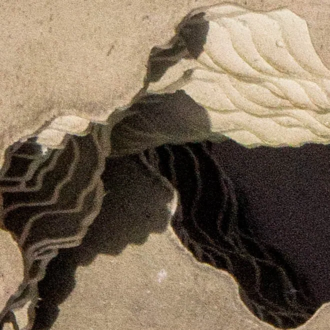 Fossil artwork